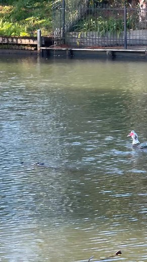 Godsie Adam Gibbs on Reels