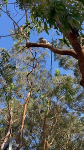 86K views · 7.1K reactions | 1 year ago today, an orphaned koala joey...