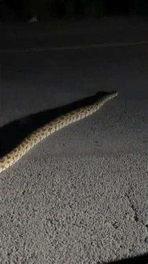 oh my God .namma udupi li. python (hebbavu)#shortsvideo #video jyothi vlogs