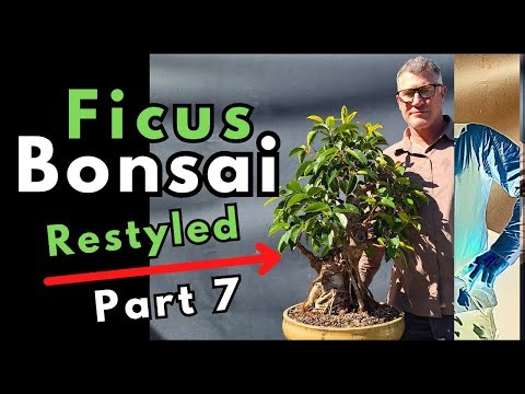 "Ficus BONSAI re - styled: Part 7" (Gets new shoe)