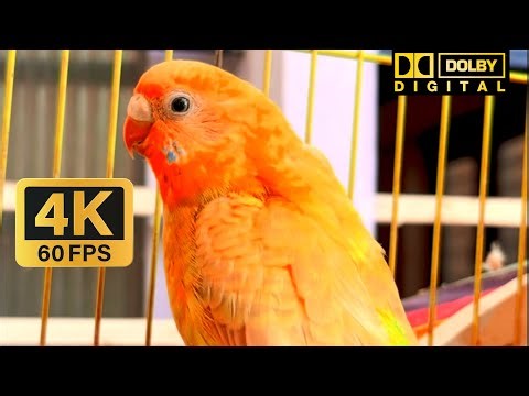 Lovebird Playing | Cute & Funny Lovebirds | Lovebird Parrot Talking |4k video
