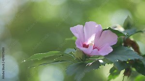 Beautiful pink flowers of Lavatera trimestris. Flower of Tree Mallow, Lavatera maritima. Base purple. Shrub with bright blossoming flowers in the garden against the background of the summer garden