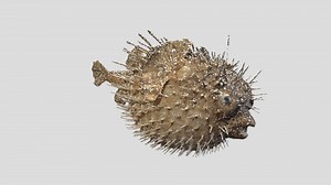 Puffer fish - Download Free 3D model by VR Voyaging (@VRVoyaging)