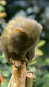 7.4K views · 87 reactions | Animal Planet TV on Reels | Facebook