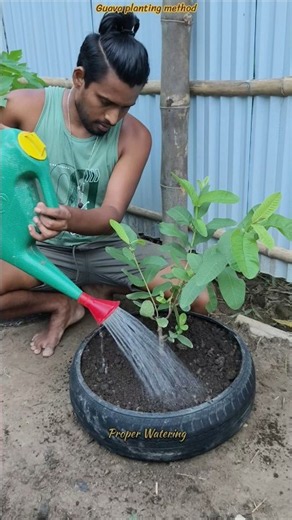 🌱🍈 Grafted Guava Planting Method! ♻️ Waste Tyre Border + Fast Growing Tips #shorts #gardening #guava