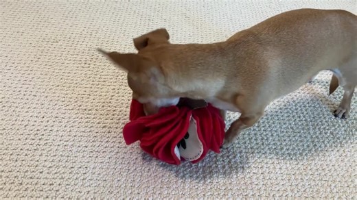 Apple Snuffle Toy DIY Kit: Fall Themed Dog Toy Sewing Bundle (Download PDF Patterns & Sew-Along Videos)