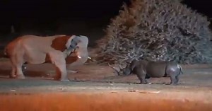 Video | Video Of Fierce Fight Between Elephant And Rhino Goes Viral