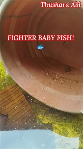 Amazing Fighter Baby Fish 🐟 | Tiny Betta Babies Growing #shorts #viral #fish