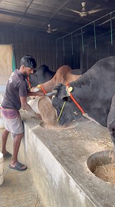 Silent feeding. Strong futures. At Sahara Agro, care is measured in every grain 🌽🌾 #SaharaAgro #SilentCare #CowFeeding #FarmLife #DailyRoutine | TAUHIDUR RAHMAN