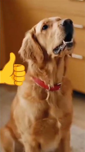 Told My Dog to Get the Chips… in DOG LANGUAGE 🐶📱