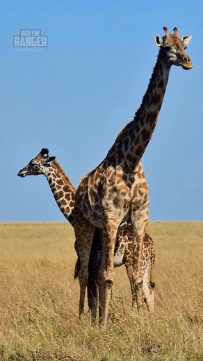 54K views · 607 reactions | Mother giraffe and her calf spend time together | Rob The Ranger Wildlife Videos | Facebook