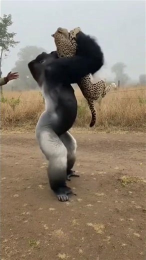 Gorilla vs Cheetah – Shocking Zoo Battle Caught on Camera 😱