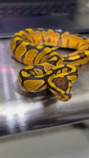 Crazy golds and oranges from this Gravel Enchi het Clown 🤩 1.3 of these building blocks for your Gravel Cliwn projects. Message me or check the website for details 🐍👊 Properroyals.com Follow @ProperRoyals #ballpython #ballpythons #ballpythonsofinstagram #ballpythonsofig #ballpythonsofinsta #ballpythonsofinstagram🐍🐍🐍🐍 #ballpythonmorphs #ballpythonmorph #ballpythonmorphsofinstagram #ballpythonbreeding #ballpythonbreeders #ballpythonbreedersofinstagram #ballpythonbreedingseason #clownballpyt
