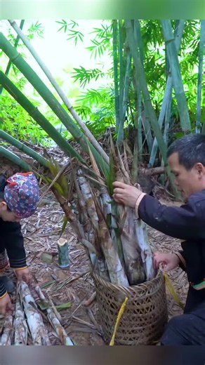 Dwarf Shrimp Family Harvests Bamboo Grub in Shoots
