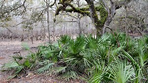 Blue Loop, Croom River Trail
