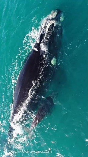 浅瀬を泳ぐセミクジラの親子🐳