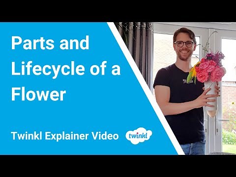 Parts and Lifecycle of a Flower 🌷 Teaching Resources