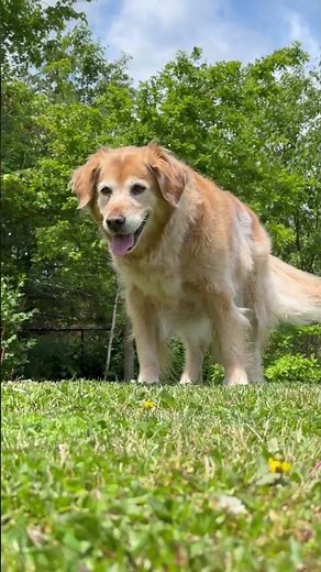 Labrador vs. Golden Retriever: Which one is your soulmate? 🎾❤️ #Shorts