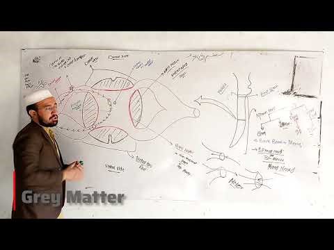 Structure and function of Spinal cord