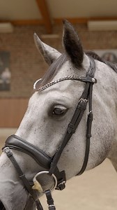 7.5K views · 34 reactions | The Horze Delémont dressage saddle pad in elegant blue - the perfect companion for every training session!  #horze #equestrian #delémont #horse #outfit #style | Horze | Facebook