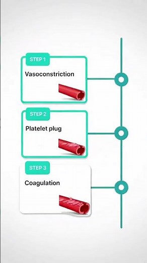 Hemostasis: How Blood Clotting Works||Step of Hemostasis||PharmaWhisper