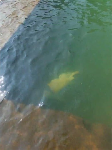 Why Labs Are Pro Swimmers: Even the Chubbies Float