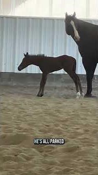 Newborn foal’s first playtime! 🐴 Watch this baby run and explore the arena with mom!