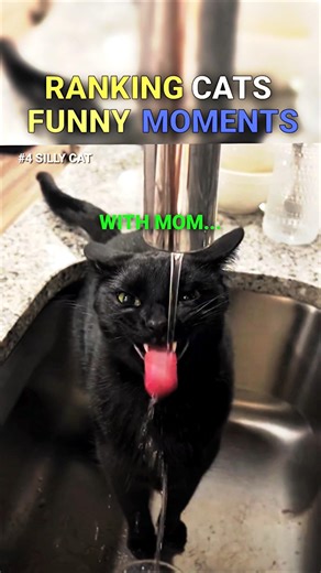The last one is unexpected #funny #catmemes #cat