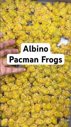 Breeding Pacman Frogs | WA 082137374647 | IG: @Reptilezoy.co