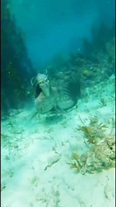 396K views · 2.7K reactions | Alien samudra #reelsfyp #reelsviral #mermaid #alien #scary #usa #american #mexico #canada | Raudah | Facebook