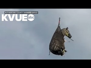 Runaway zebra captured in Tennessee