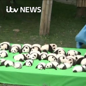 354K views · 6K reactions | Panda cubs make heart-melting first appearance | ITV News | Facebook