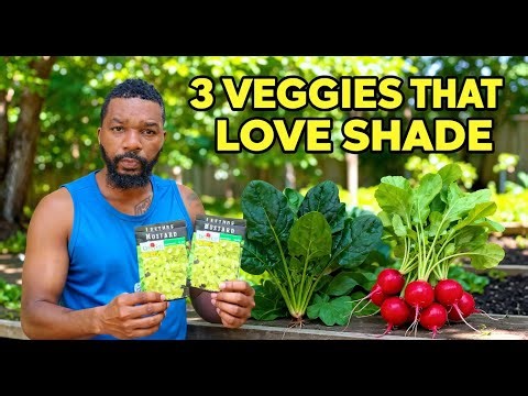 3 PERFECT Vegetables for Shaded Gardens
