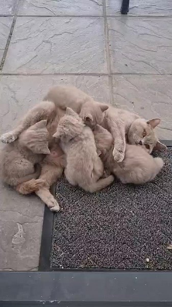 #britishshorthair #britishshorthaircat #britishshorthairkittens #britishshorthairlilac #cats ##bestcat #bromley #tabbycat #lilaccat #bluecat #britishshorthairblue #britishcat #britishshorthairblue #animal #animals #animalsoftiktok #animales #cutebaby #cuteanimals #cuteanimals #cuteanimegirls #cutecat #cutekitty #cutekittycats #creamcat #cats #bestcat #kids #kidsoftiktok #kidsbelike #mumsoftiktok #mum #bestfriend