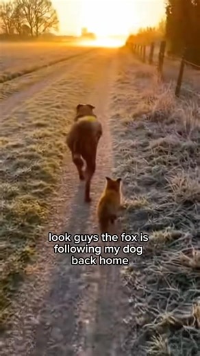 Man’s dog adopted her!😭❤️ #wholesome #animals | Lovingcreaturez