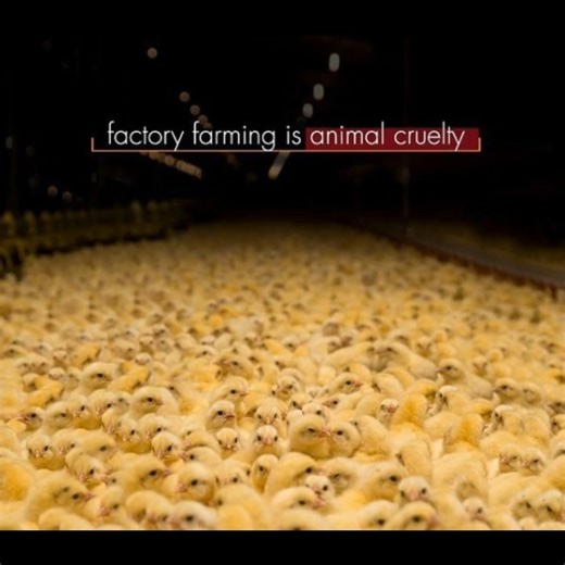 Factory farming is the biggest source of animal cruelty in the world,...