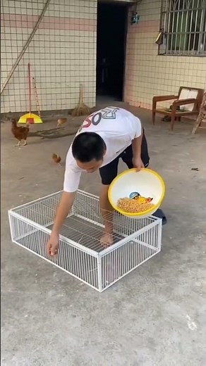 "Humane Trap Cage for Birds and Small Animals: How It Works"