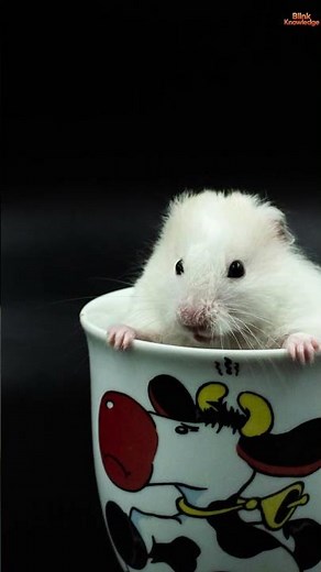 Adorable Fancy Mouse 🐭 | Tiny Pet Full of Fun & Curiosity💕