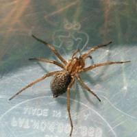 Hobo Spider Mating Season