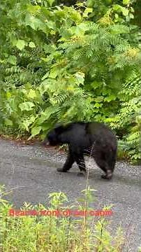 Wildlife|Great Smoky Mountain National Park | Cabin Stay| Gatlinburg | Tennessee