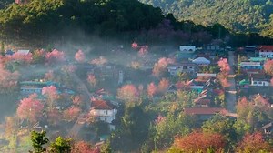 Time-lapse Pink Blossom Sakura Flower Prunus: vídeo stock (100% livre de direitos) 1099306837 | Shutterstock