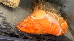 7.9K views · 252 reactions | One of the newest arrivals at the Aquarium is the lobster in our freshly re-opened Wet Lab! Crustaceans such as lobsters need to molt periodically when they outgrow their exoskeleton – and one of our biologists captured the process on video! | Vancouver Aquarium | Facebook