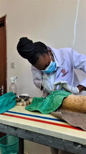 Snip, snip! The surgery is a castration. #neutering #spayandneuter #petcastration #poseidonvets #VetsinKenya #VetrinaryClinicNairobi #poseidonveterinaryclinic