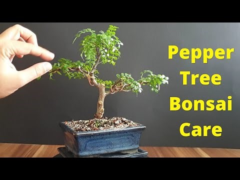How To Care For Chinese Pepper Tree Bonsai - Zanthoxylum Piperitum