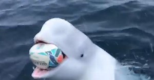 [VIDEO] Beluga whale plays fetch with rugby ball near Arctic Pole
