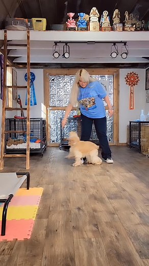 23 reactions | Watch Sully in action!  This talented Cocker Spaniel...