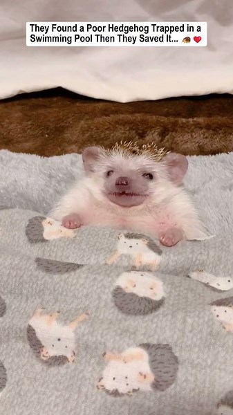 They Found a Poor Hedgehog Trapped in a Swimming Pool… Then They Saved It.