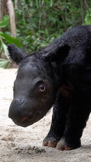 A Sumatran rhino was born in western Indonesia last weekend, a rare sanctuary birth for the critically endangered animal with only several dozen believed to be left in the world. #AFP 🎥 INDONESIA ENVIRONMENT AND FORESTRY MINISTRY #rhinoceros #indonesia #conservation | AFP News Agency