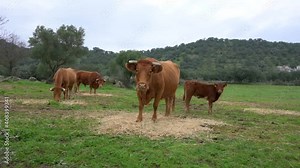 Limousin cows, a bull and a calf eating hay in the meadow of Extremadura, Spain