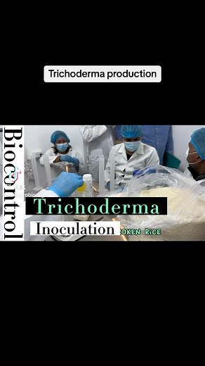 Trichoderma production #trichoderma #biologicalcontrol #microorganisms | Laboratorio Microbiolab Boinsumos Ecuador